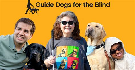 Image result for Guide Dog Training Basics