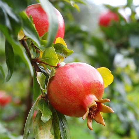 Door to garden Pomegranate Ruby Hybrid Fruit (Air layered/Grafted) Live ...