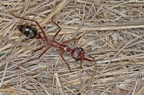 Myrmecia brevinoda (Nocturnal Bull Ant) - Ausemade