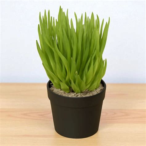 Shop Gardening Product | Affordable Plants & Essentials – Plant Orbit
