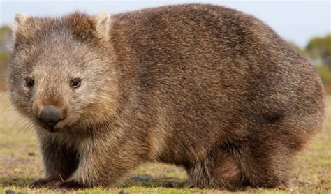 Image result for Pango Animals