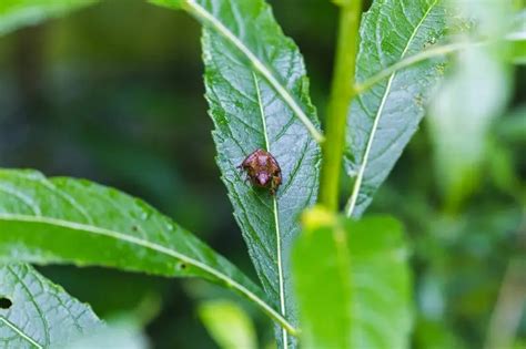 Image result for Animal Spring Peeper
