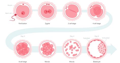 Image result for Early Embryo Development