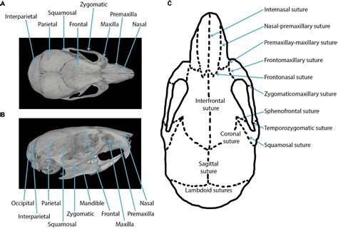 Do Mice Have Bones Or Cartilage at Skye Kinsella blog