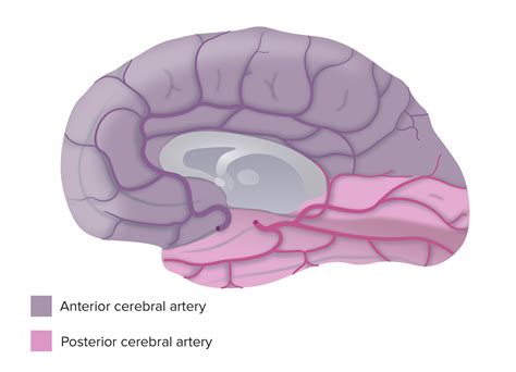 Posterior Vs Anterior Brain