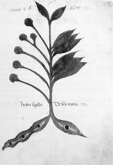 pavia biblioteca universitaria plant 71 herba sigilo de sancta alchemical pavia biblioteca universitaria plant 71 herba sigilo de sancta alchemical