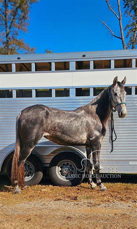Registered Tennessee Walking Horse Mare