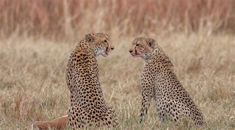 WILDERNESS CHITABE LEDIBA (Okavango Delta) - Lodge Reviews & Photos ...