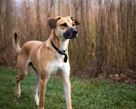 Black Mouth Cur Progression: Growth, Milestones, and Training Tips - A ...