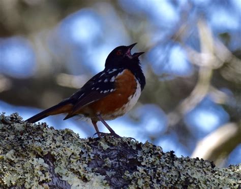 Wednesday Bird Walk at Lost Lake Oct. 2025 - Fresno Audubon Society