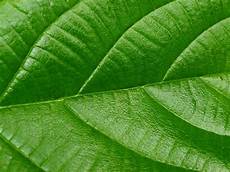 Green Leaf Wallpaper by Wallpapers Green Leaf Wallpapers Green Leaf Wallpaper