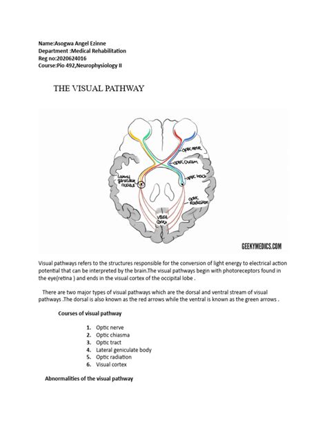 Visual Pathway Steps 的图像结果