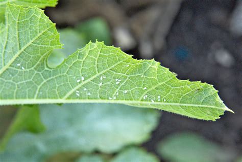 What Are Those Tiny White Bugs on Plants? 4 Likely Pests