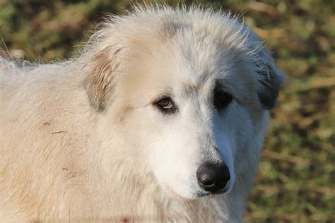 The Spectrum Of Guardians: Understanding Colored Great Pyrenees Varieties