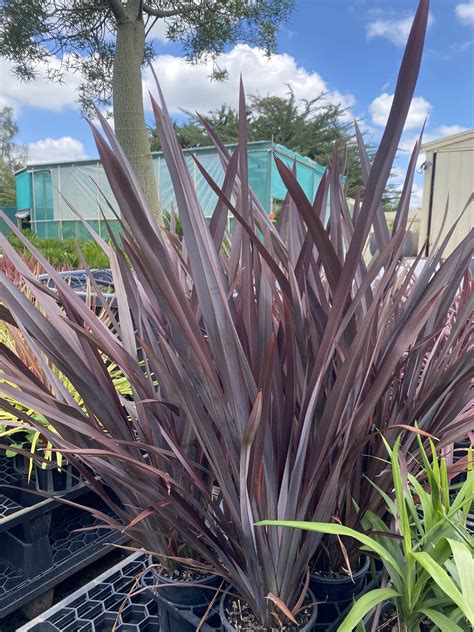Phormium tenax 'Dark Delight' ( New Zealand Flax) | True Green Nursery