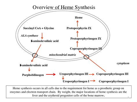 PPT - Overview of Heme Biosynthesis: Key Pathway Intermediates and ...