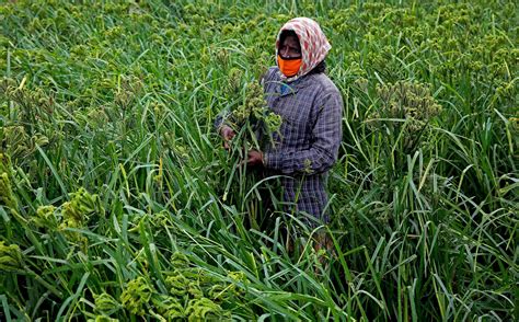 印度农业 的图像结果