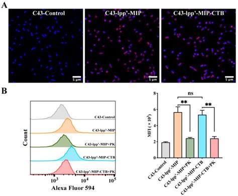 Surface Display of Cholera Toxin B Subunit Recombinant Escherichia coli ...