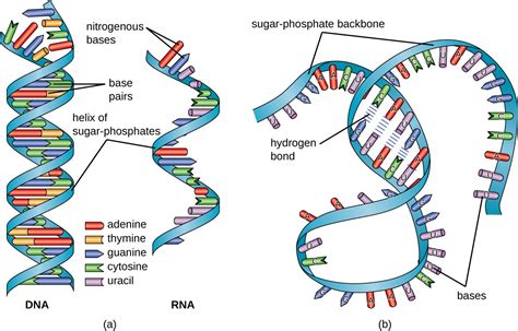 RNA Processing Steps 的图像结果