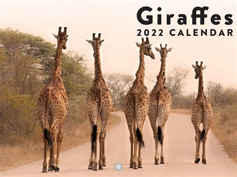 Giraffes 2022 Wall Calendar Wild Animals Cute Safari India | Ubuy