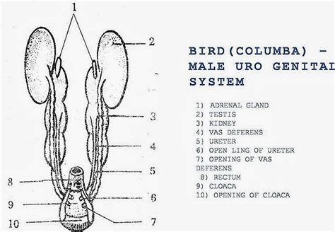 Image result for Male Bird Reproductive System