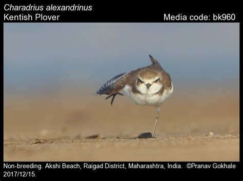 Charadrius alexandrinus Linnaeus, 1758 - Kentish Plover | Birds