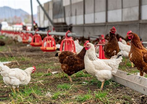 Kya Mealworms Egg Production Badhaate Hain?