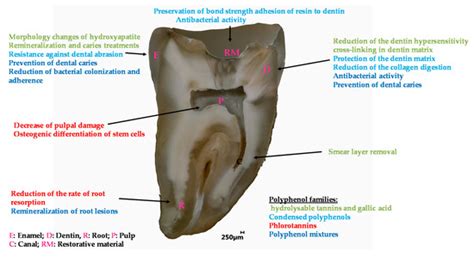 Polyphenols in Dental Applications