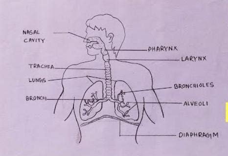 Draw the diagram of the Human Respiratory System and label its parts ...