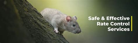 Best Rat Control Services in Chennai | PC Pest Control