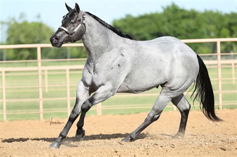 M R Industry --Blue Roan Stallion | Blue roan quarter horse, Blue roan ...