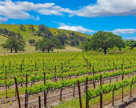 15 Best Santa Barbara Wine Tasting Tours In 2026