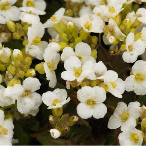 Arabis caucasica 'Schneehaube' - Gänsekresse | BXS011