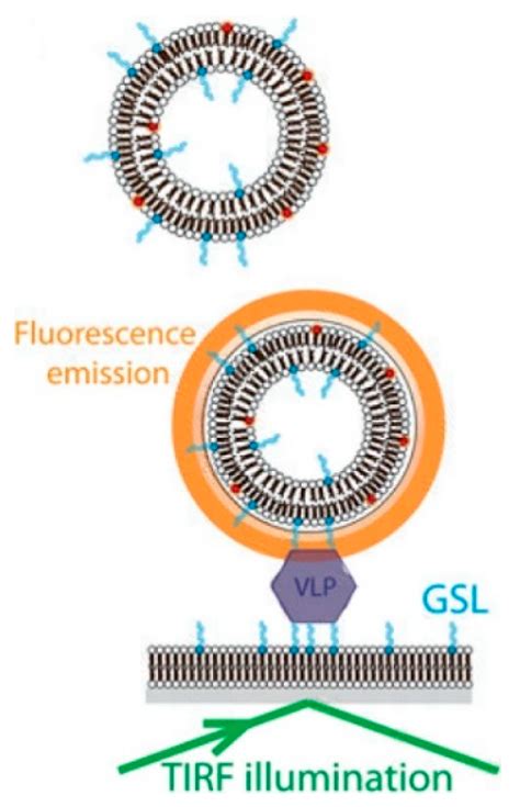 A Survey of Analytical Techniques for Noroviruses
