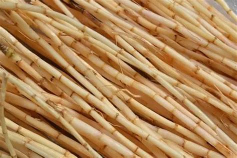 apa manfaat alang-alang untuk tubuh