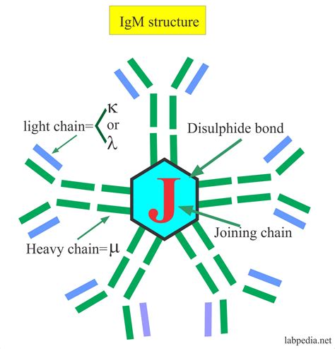 Structure Of Immunoglobulin M