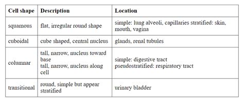 Epithelial Tissue - Biology Class 11 - NEET PDF Download