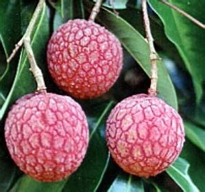 Paradise Flowers Seedless Bedana Litchi Plant - Air Layered : Amazon.in ...