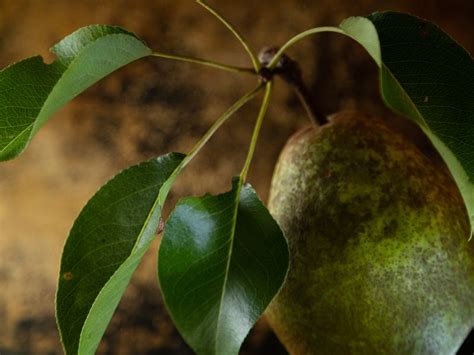 Download wallpaper 800x600 pear, fruit, leaves, macro pocket pc, pda hd ...