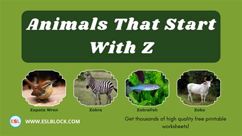 Animals That Start With Z - English as a Second Language