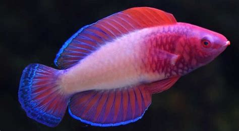 Scientists Discover New Colourful Fish Species Hiding In Maldivian ...