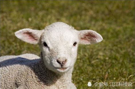 十羊九不全：以下4个月出生的属羊人生来皇帝命，看看你家有吗_腾讯新闻