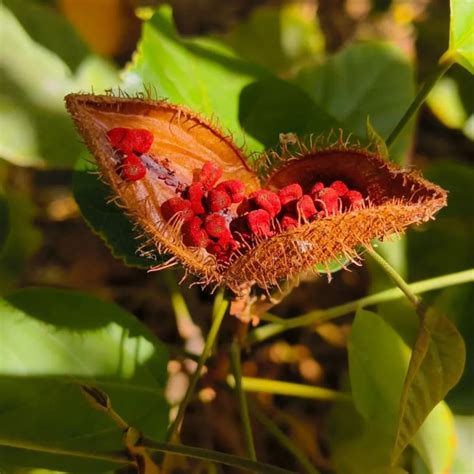 Sindoor, Lipstick Tree (Bixa Orellana) - Plant – Lalit Enterprise