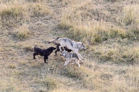 Image result for Introduction of Wolves in Yellowstone