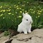 Image result for Cutest Bunnies Ever