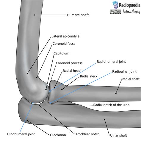 Elbow Anatomy