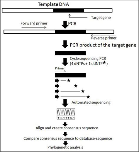 A Brief Review of Molecular Techniques to Assess Plant Diversity