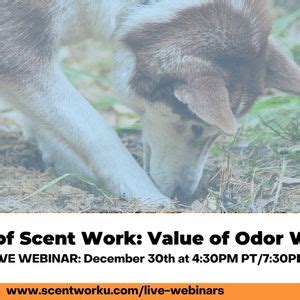 Components of Scent Work: Value of Odor Webinar, Online event, Thousand ...