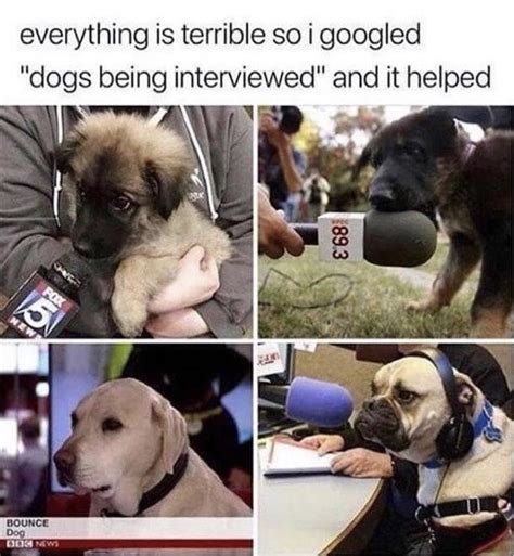 The best Doggo memes :) Memedroid