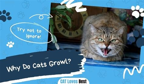 Image result for Cat Stack Sticker